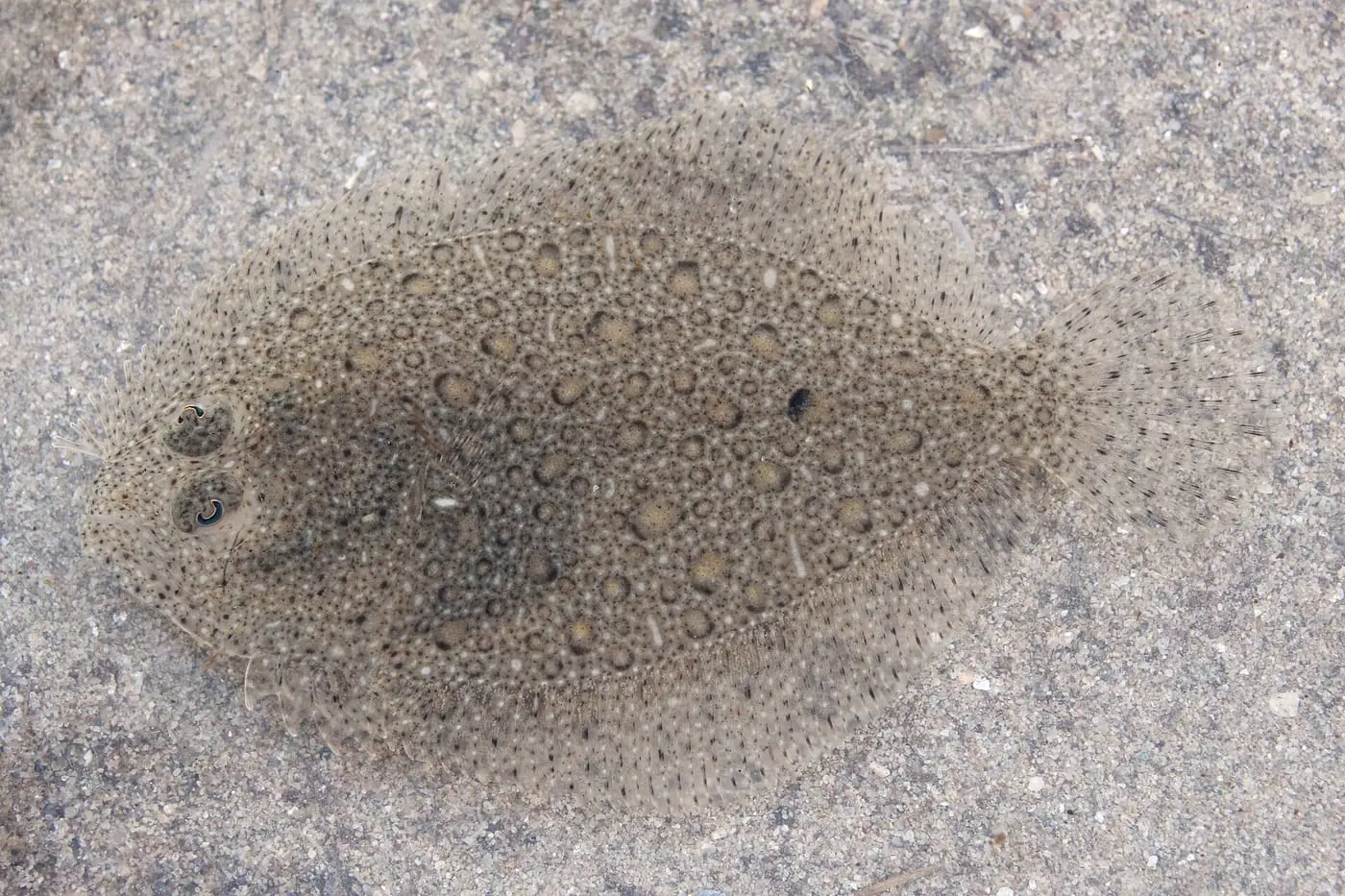 Rèmol (Scophthalmus rhombus) fotografiat sota l’aigua