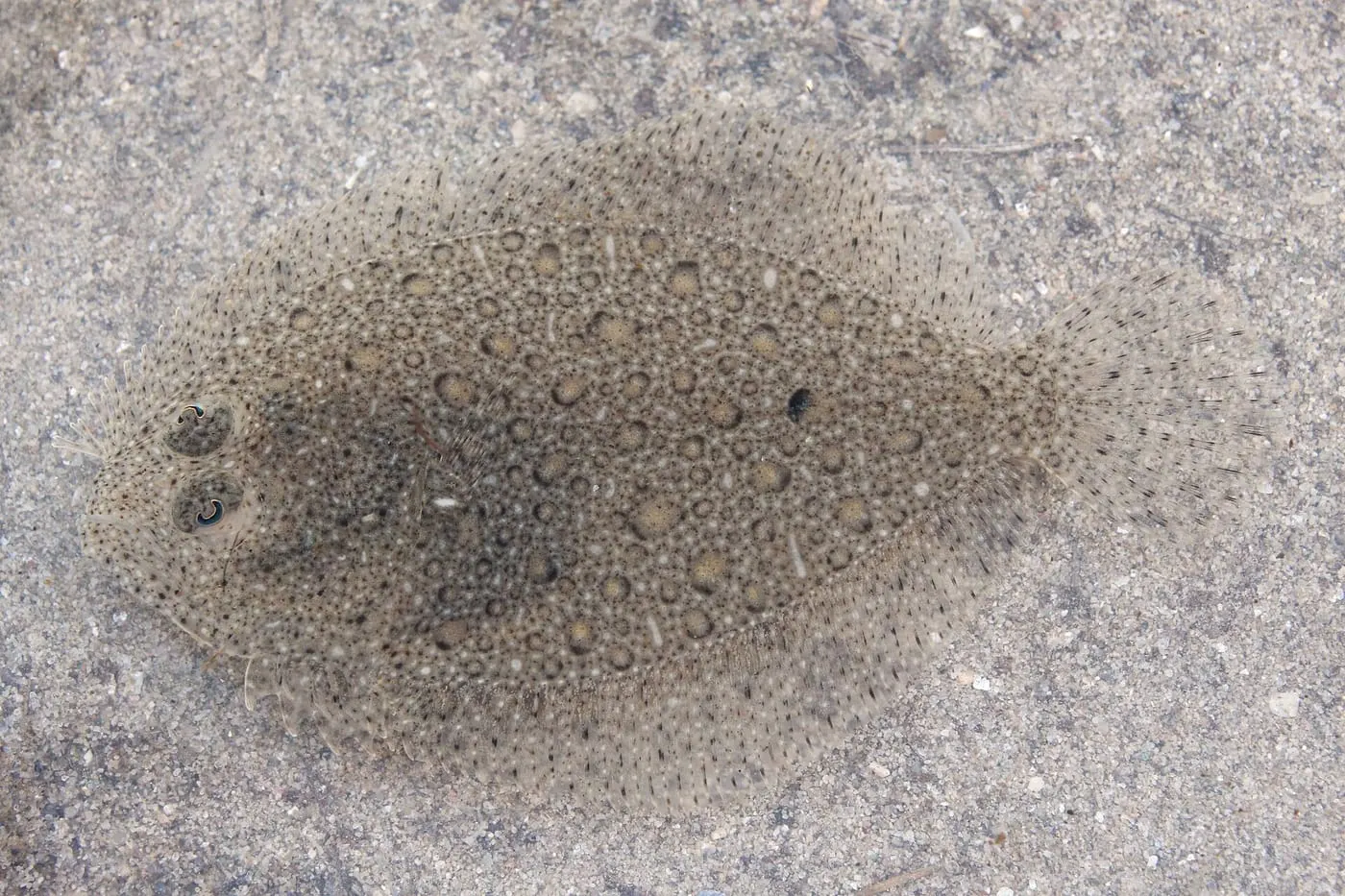 Rèmol (Scophthalmus rhombus) fotografiat sota l’aigua