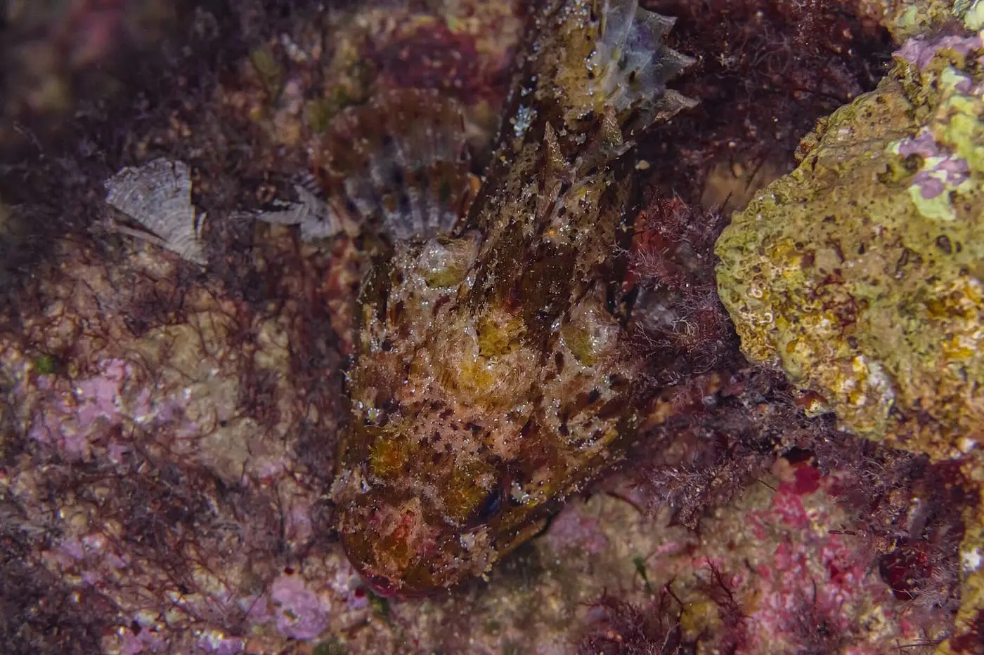 Escórpora fosca (Scorpaena porcus) fotografiat sota l’aigua