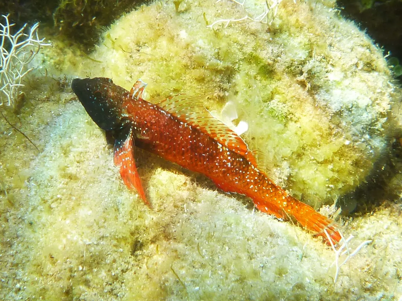Bavosa morruda (Tripterygion tripteronotum) fotografiat sota l’aigua