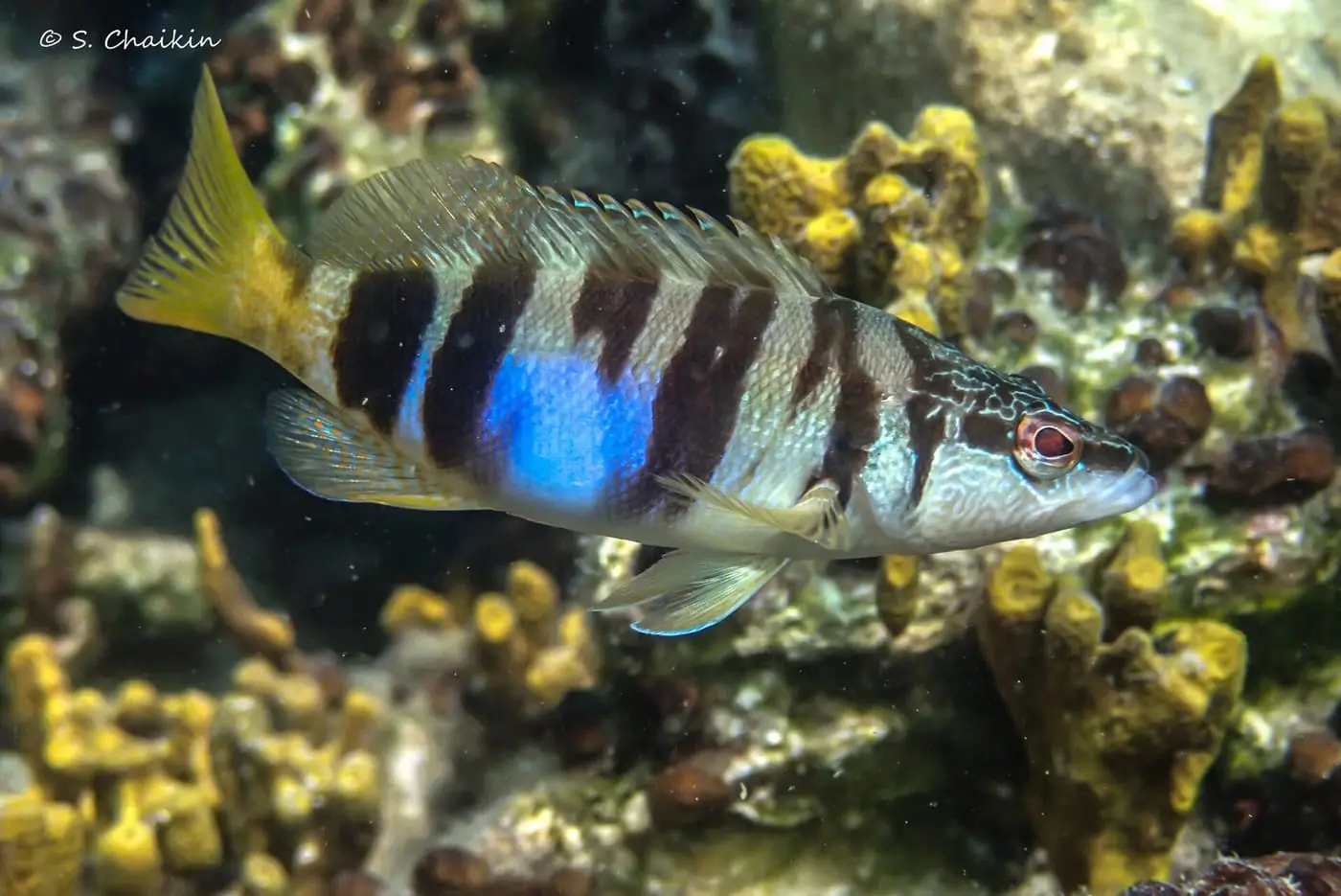 Vaca serrana (Serranus scriba) fotografiat sota l’aigua