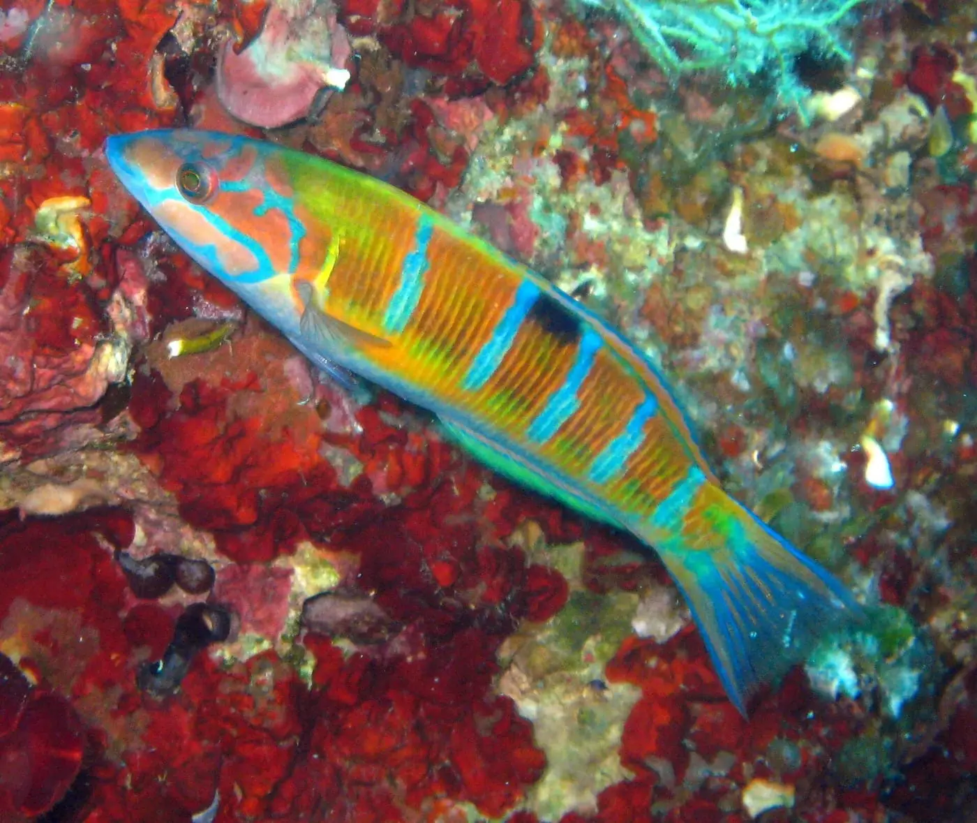 Fadrí (Thalassoma pavo) fotografiat sota l’aigua