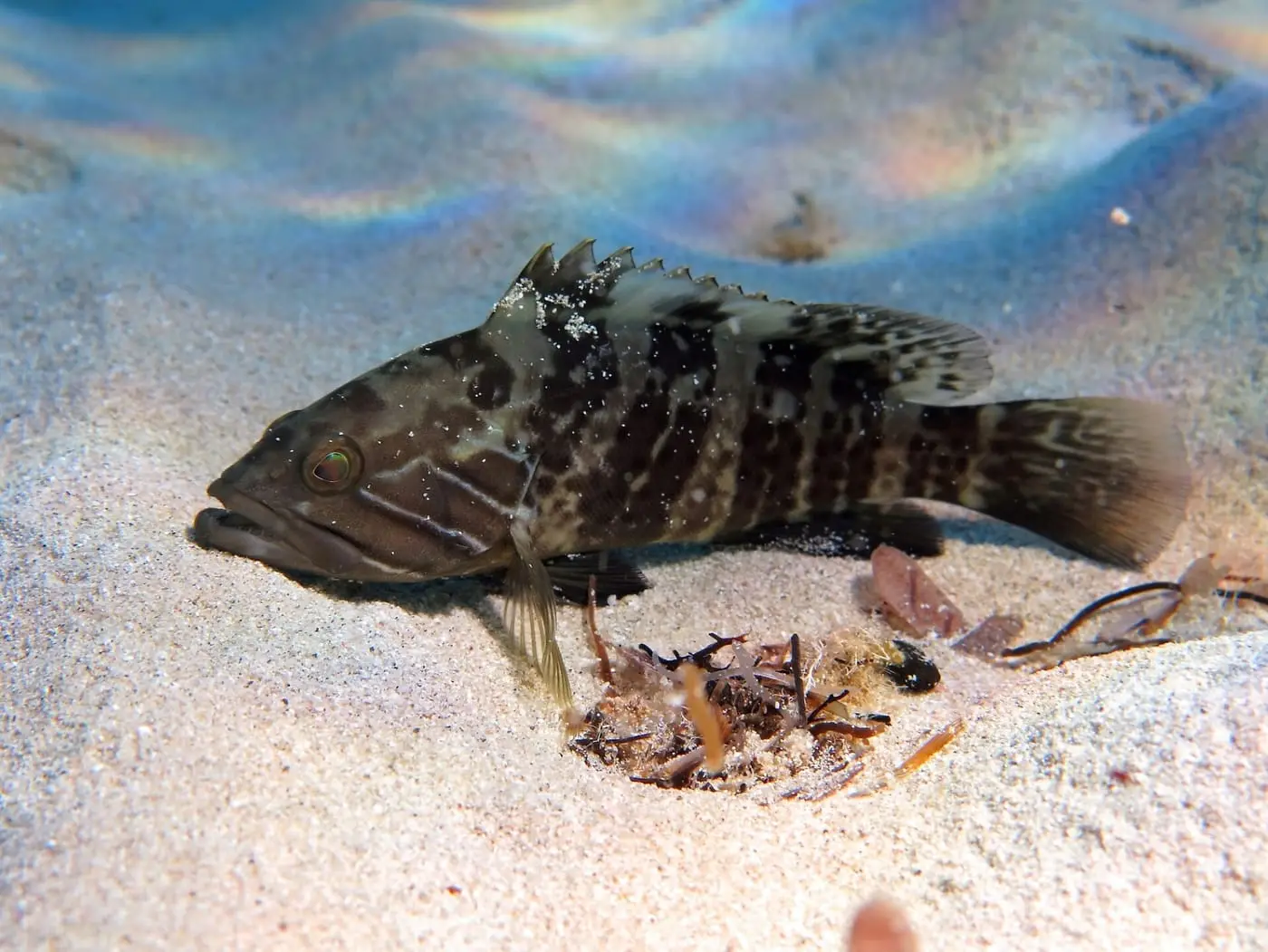 Anfós blanc (Epinephelus aeneus) fotografiat sota l’aigua