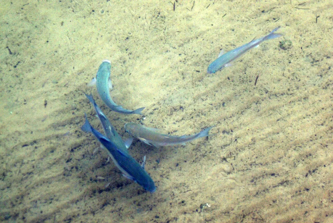 Llissa vera (Chelon labrosus) fotografiat sota l’aigua