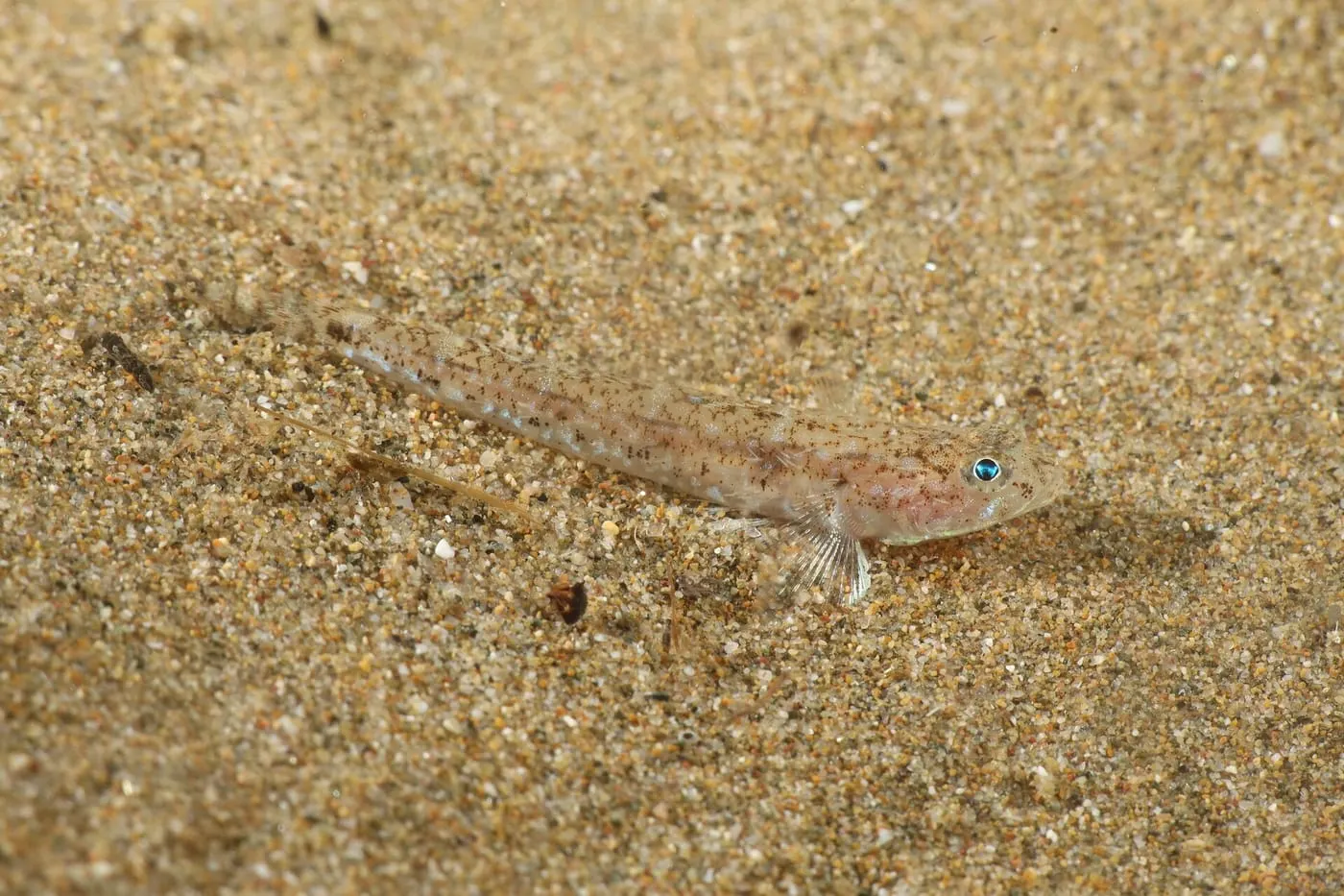 Gobi tacat (Pomatoschistus marmoratus) fotografiat sota l’aigua