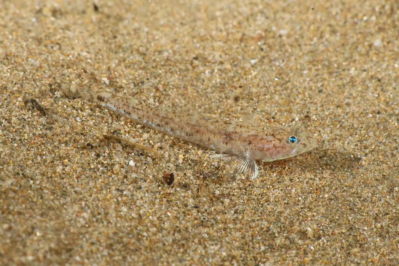 Gobi tacat (Pomatoschistus marmoratus) fotografiat sota l’aigua
