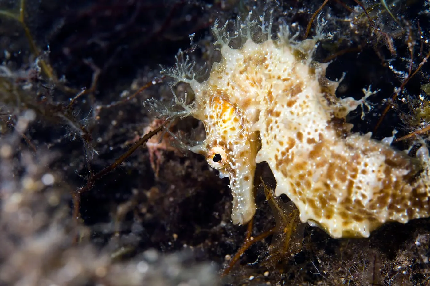 Cavall de mar (Hippocampus guttulatus) fotografiat sota l’aigua