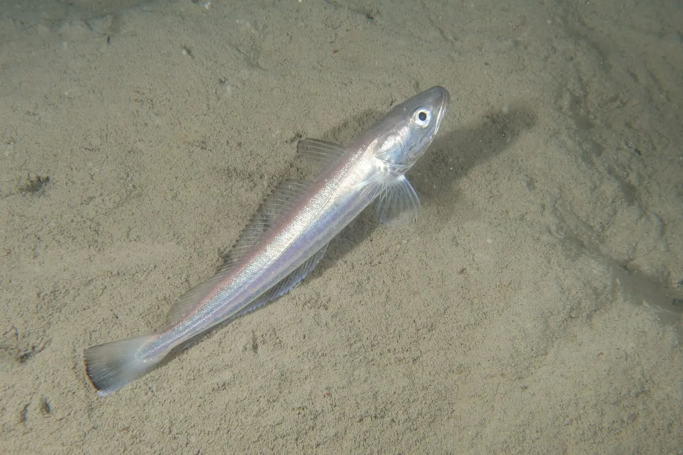 Lluç (Merluccius merluccius) fotografiat sota l’aigua