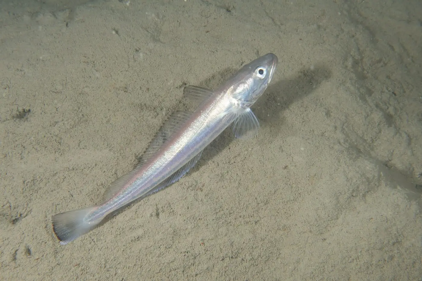 Lluç (Merluccius merluccius) fotografiat sota l’aigua