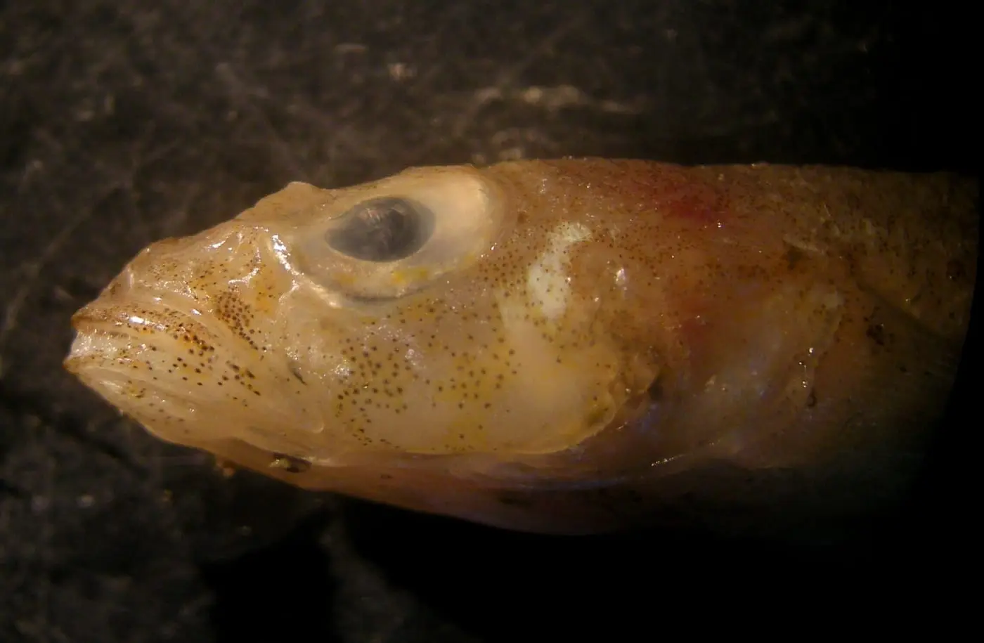 Gobi de quatre taques (Deltentosteus quadrimaculatus) fotografiat sota l’aigua