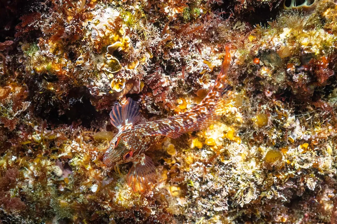 Banyut (Parablennius tentacularis) fotografiat sota l’aigua