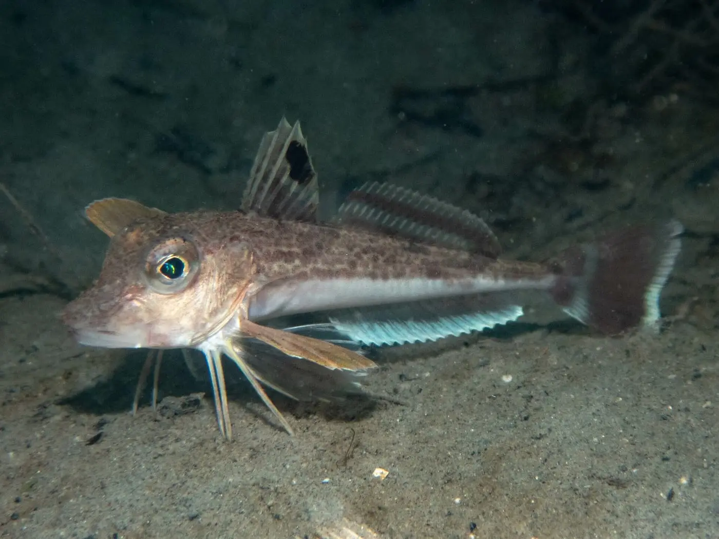 Lluerna verda (Eutrigla gurnardus) fotografiat sota l’aigua