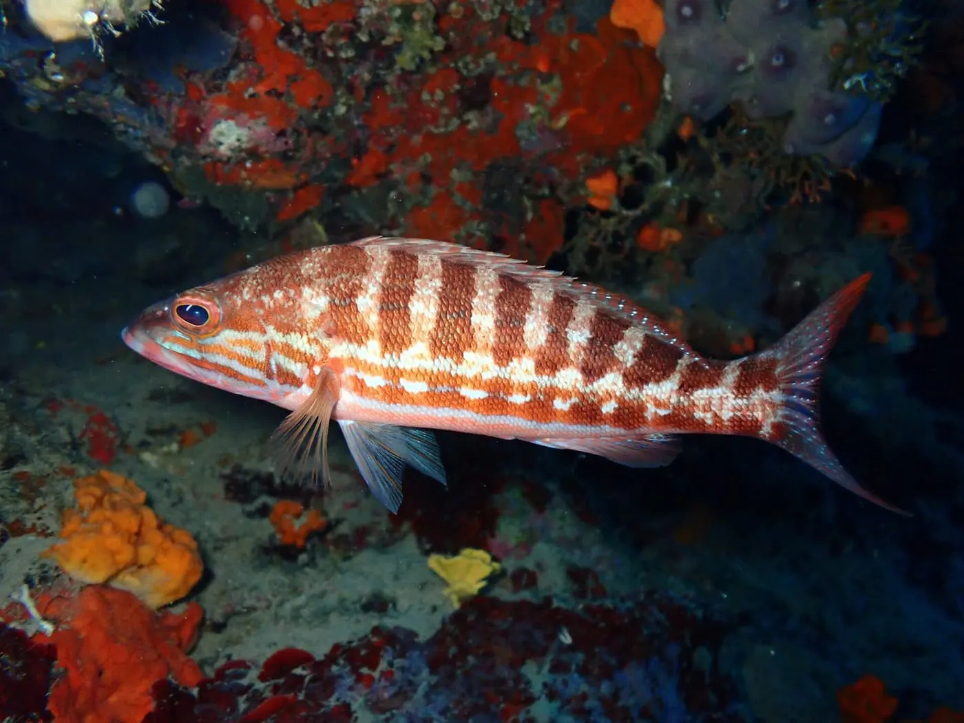 Cabrilla (Serranus cabrilla) fotografiat sota l’aigua