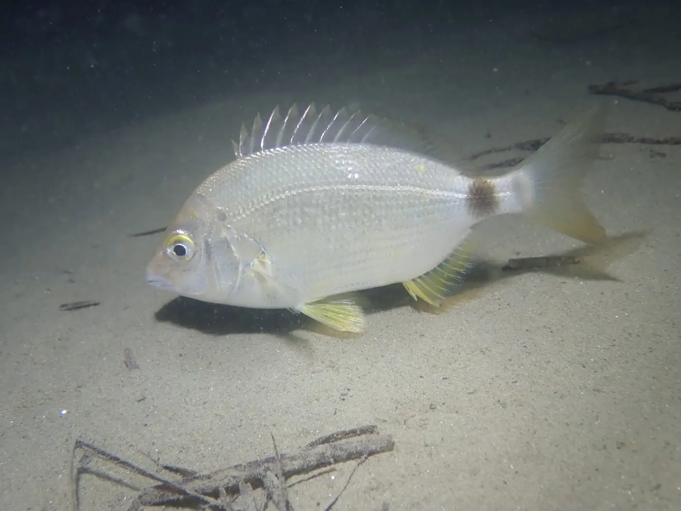 Esparrall (Diplodus annularis) fotografiat sota l’aigua