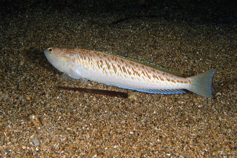Aranya blanca (Trachinus draco) fotografiat sota l’aigua