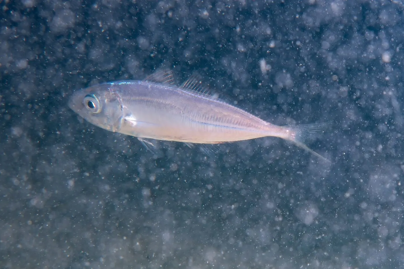 Sorell (Trachurus trachurus) fotografiat sota l’aigua