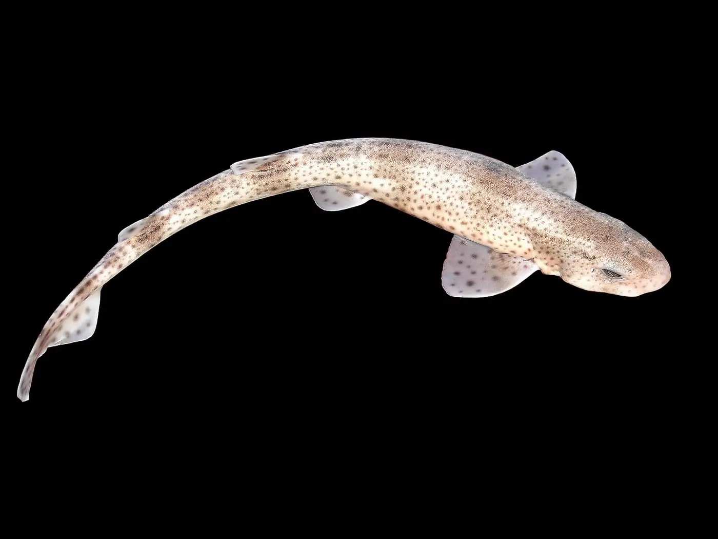 Gatvaire (Scyliorhinus canicula) fotografiat sota l’aigua