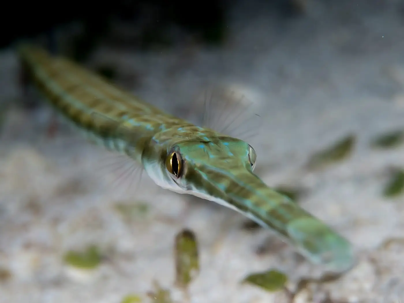 Corneta (Fistularia commersonii) fotografiat sota l’aigua