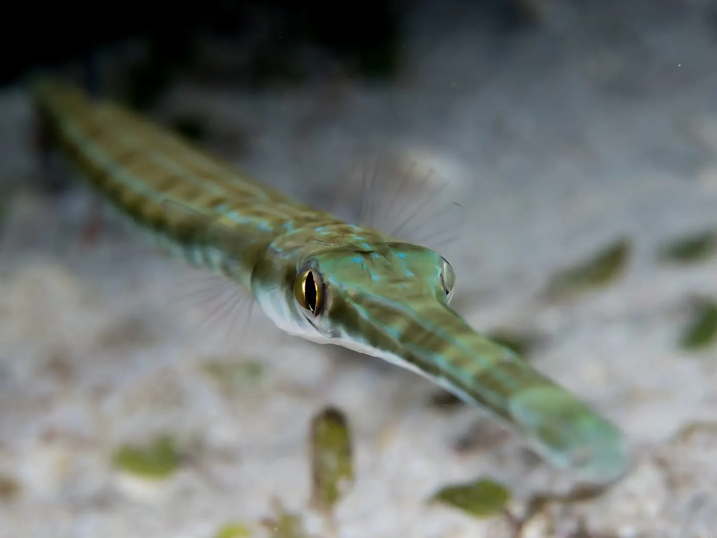 Corneta (Fistularia commersonii) fotografiat sota l’aigua