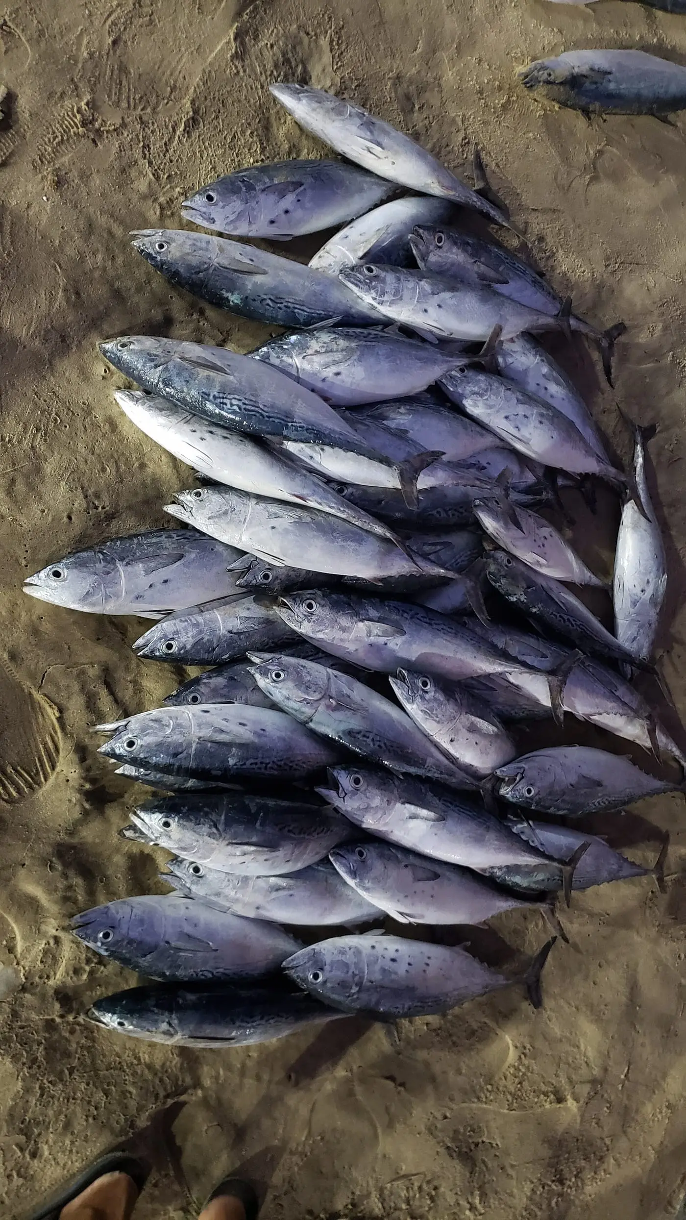 Bacoreta (Euthynnus alletteratus) fotografiat sota l’aigua