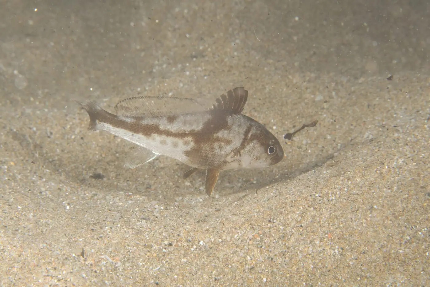 Corball de sorra (Umbrina cirrosa) fotografiat sota l’aigua