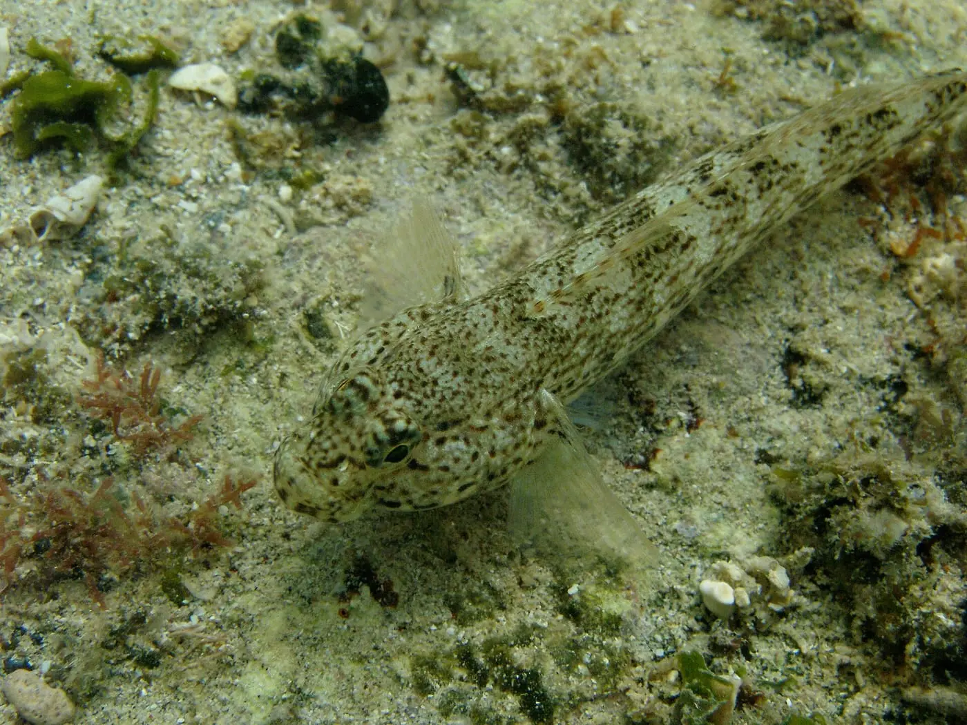 Cabot desconegut (Gobius incognitus) fotografiat sota l’aigua