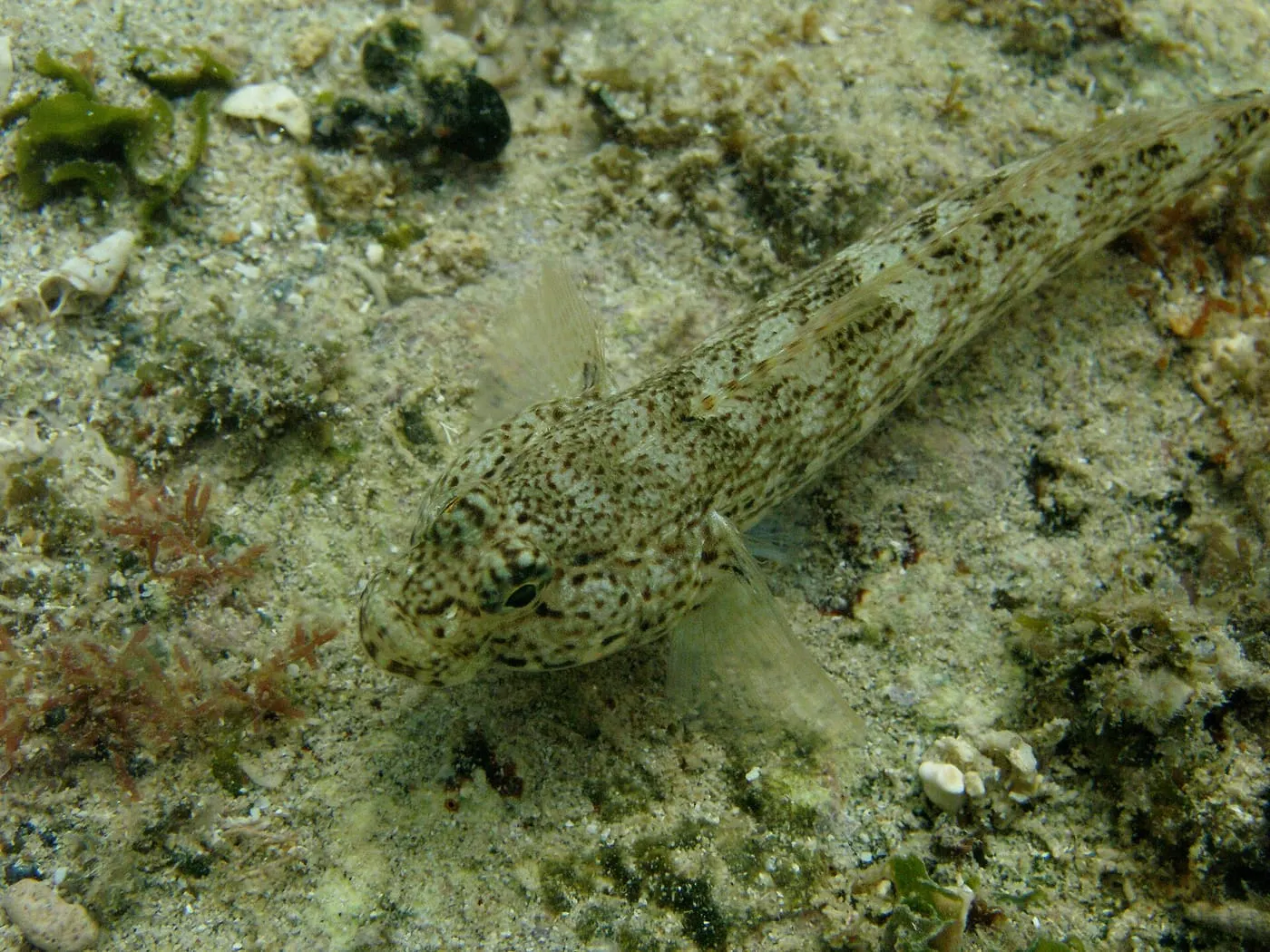 Cabot d’ortiga (Gobius bucchichi)