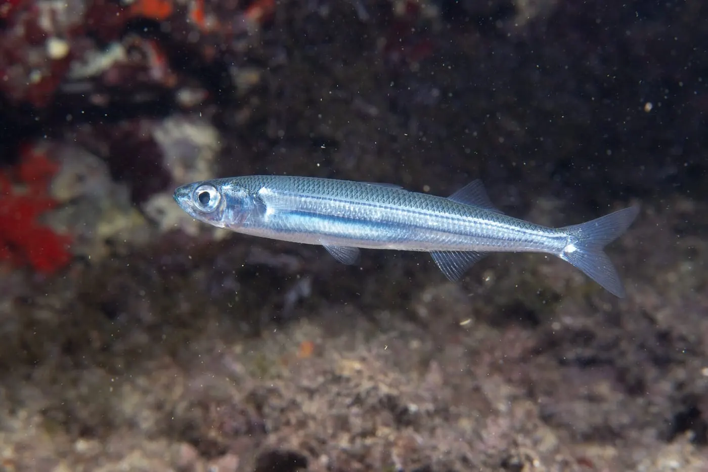 Cabeçuda (Atherina hepsetus) fotografiat sota l’aigua