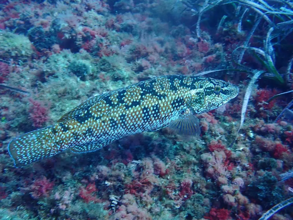 Massot verd (Labrus viridis) fotografiat sota l’aigua