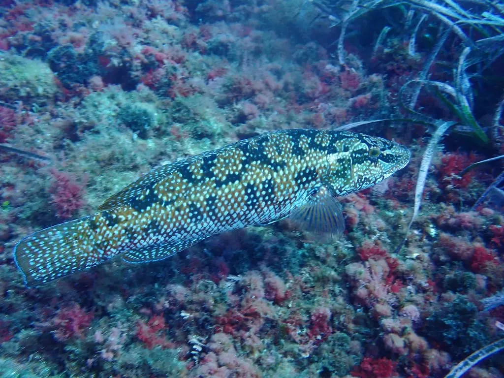 Massot verd (Labrus viridis) fotografiat sota l’aigua