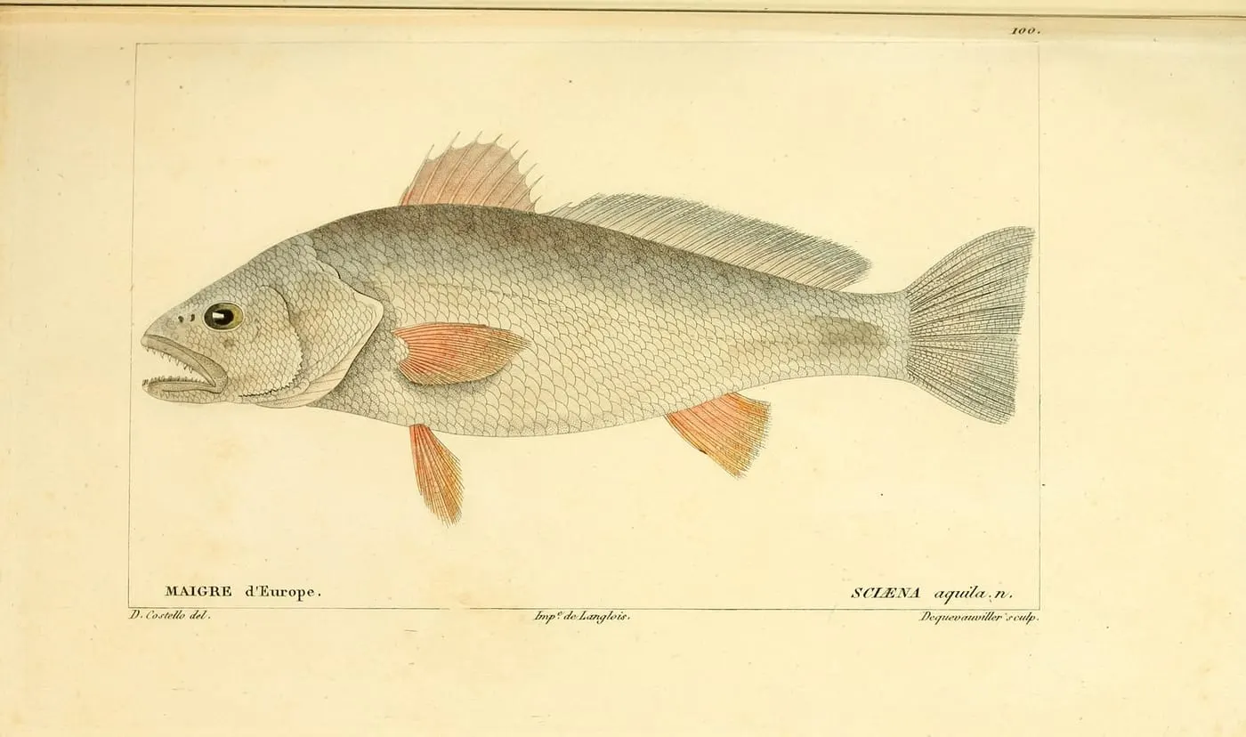 Corb reig (Argyrosomus regius) fotografiat sota l’aigua
