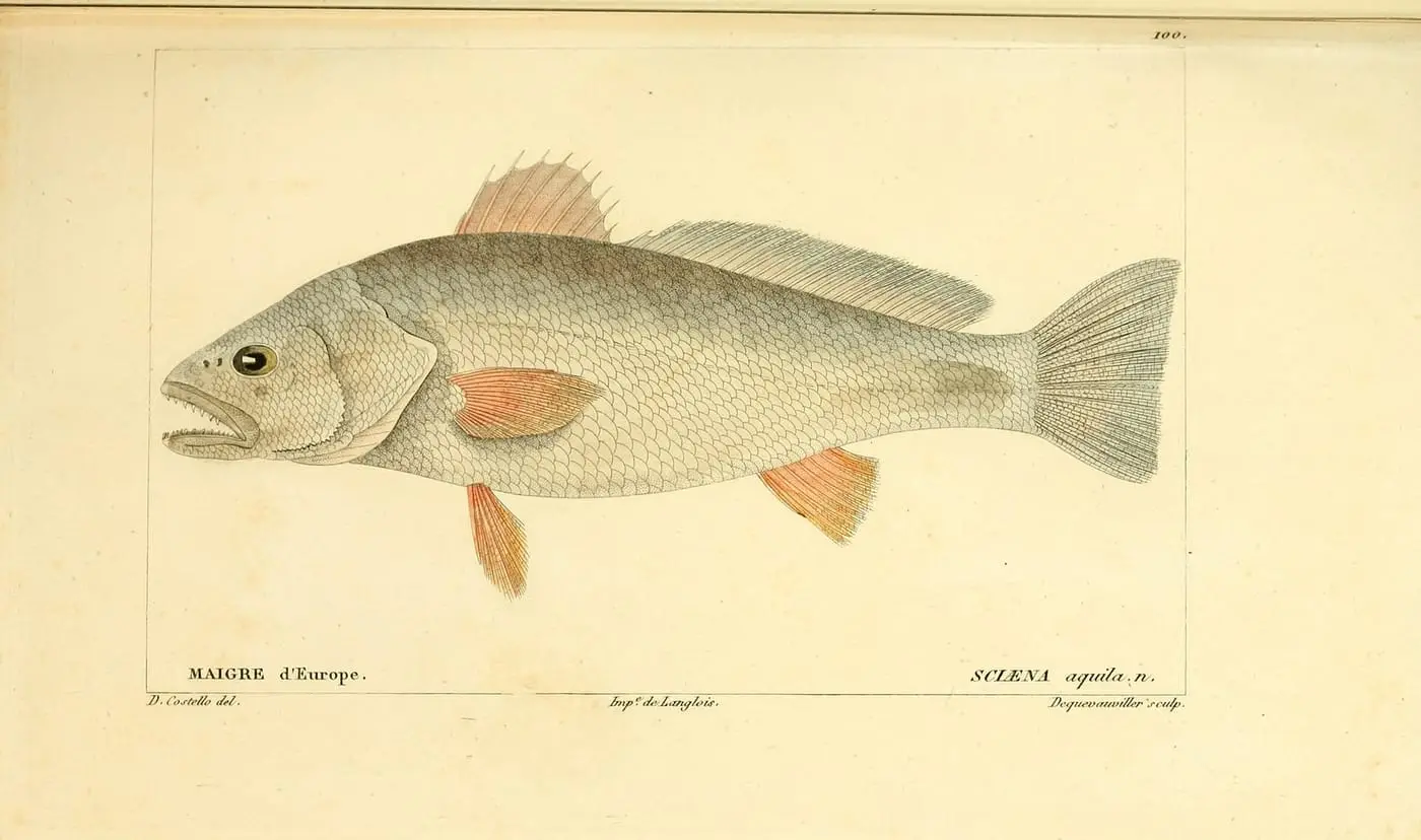 Corb reig (Argyrosomus regius) fotografiat sota l’aigua
