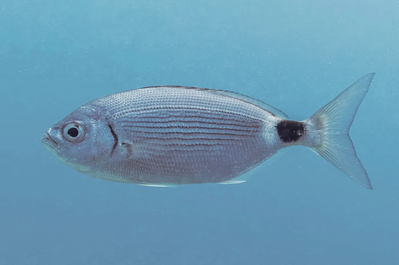 Oblada (Oblada melanura) fotografiat sota l’aigua