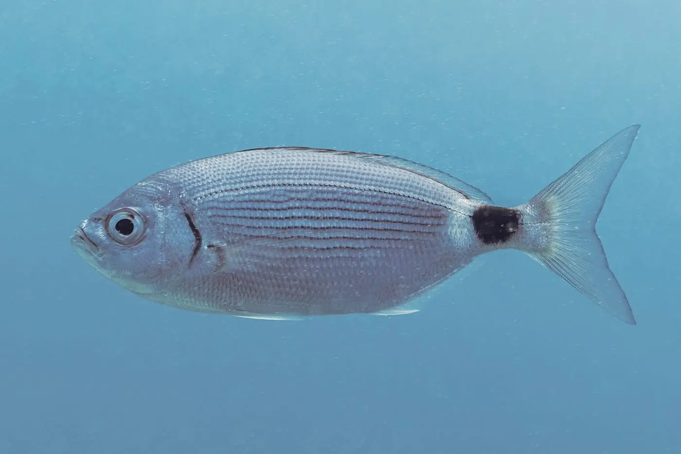 Oblada (Oblada melanura) fotografiat sota l’aigua