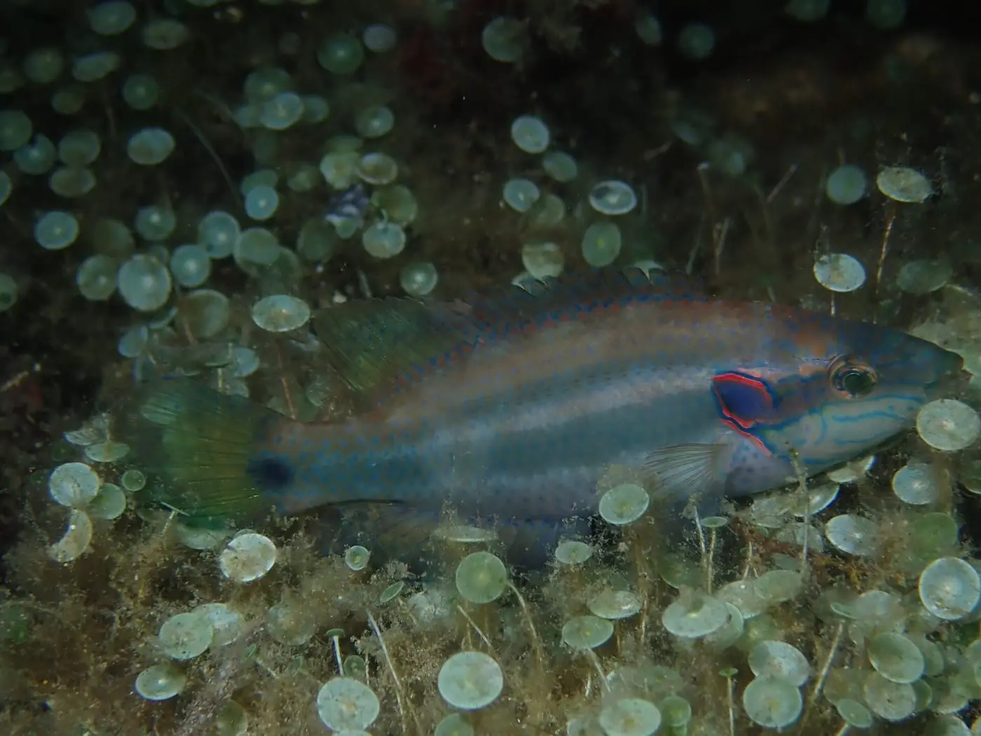 Tord d’ocels (Symphodus ocellatus) fotografiat sota l’aigua