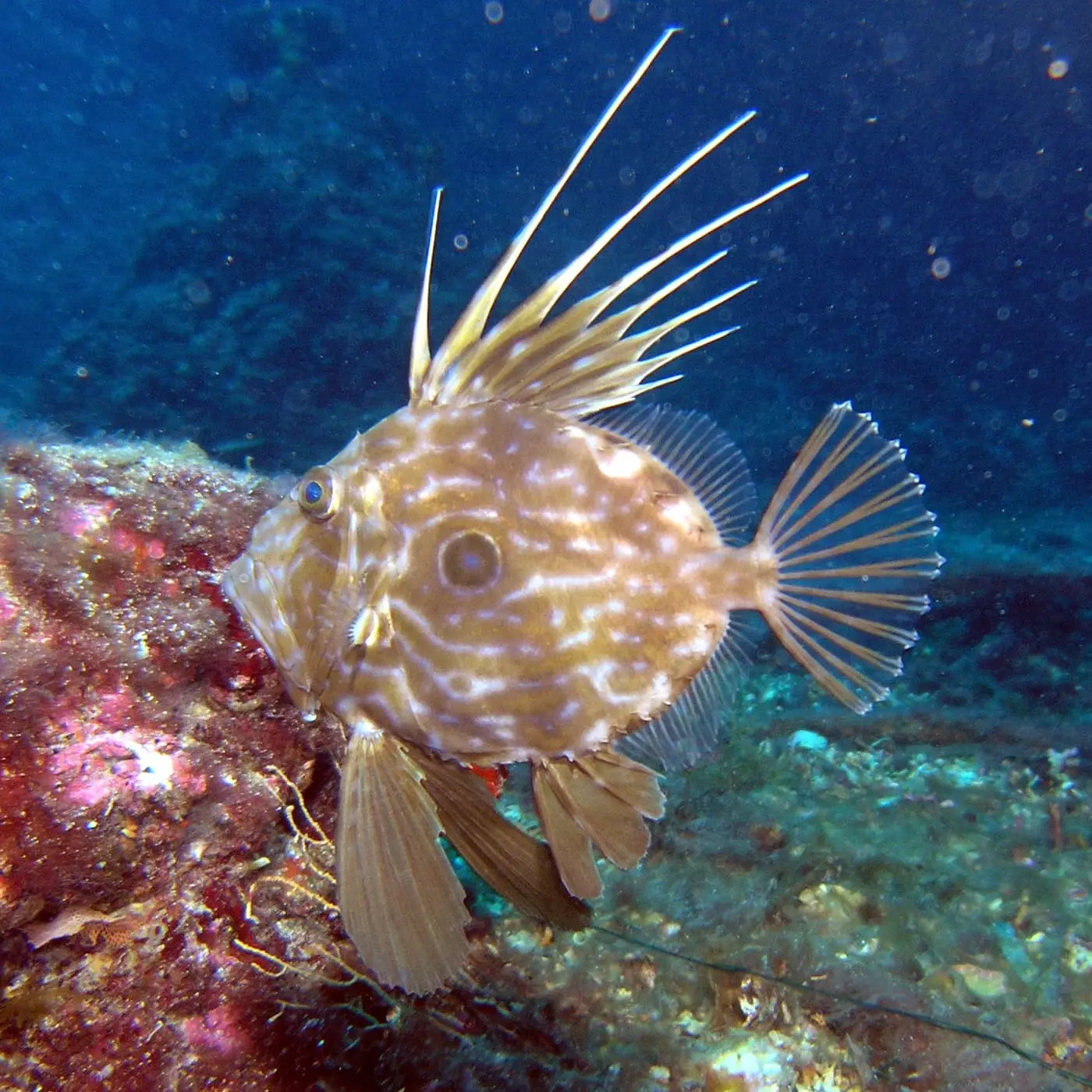 Gall (Zeus faber) fotografiat sota l’aigua