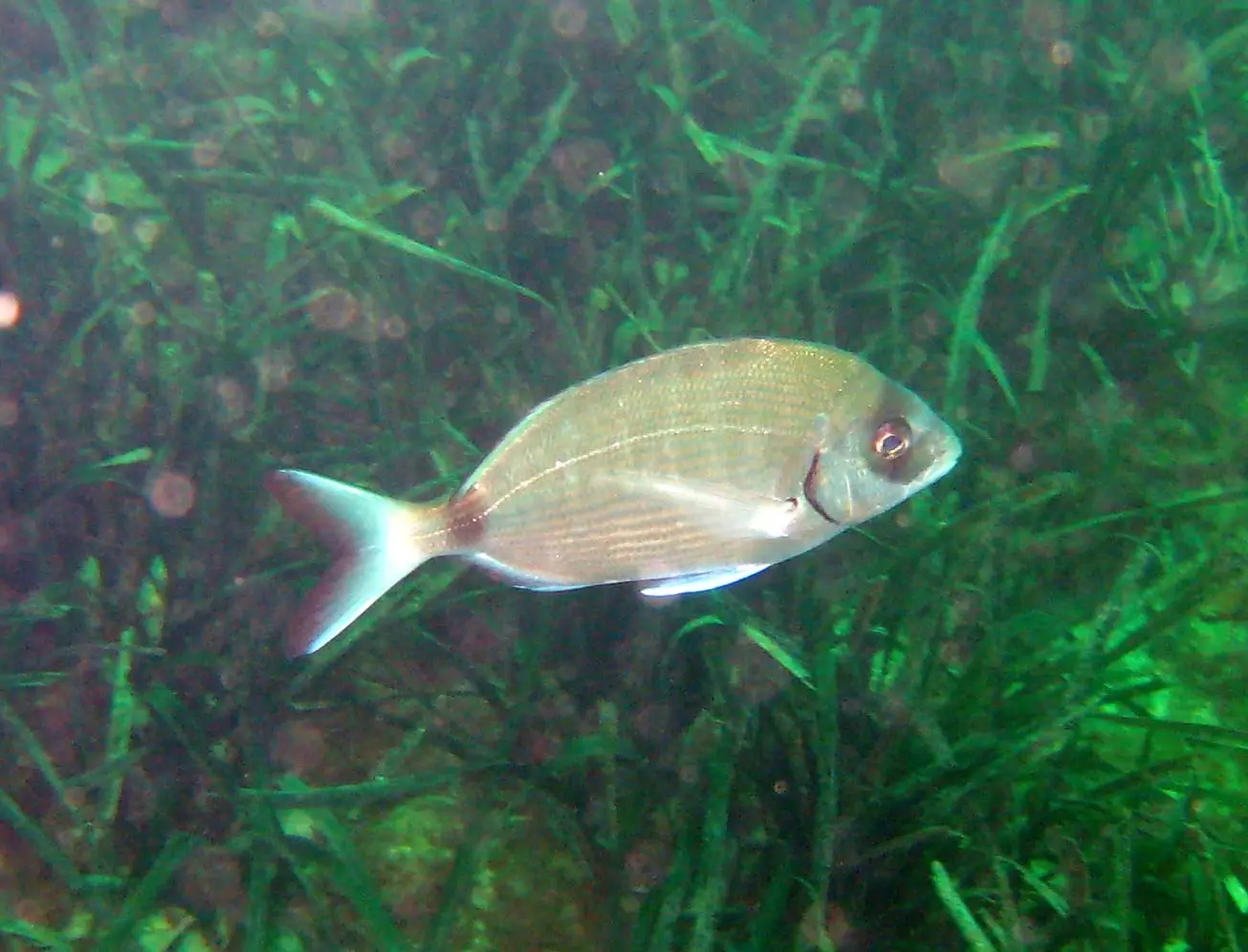 Sarg (Diplodus sargus) fotografiat sota l’aigua
