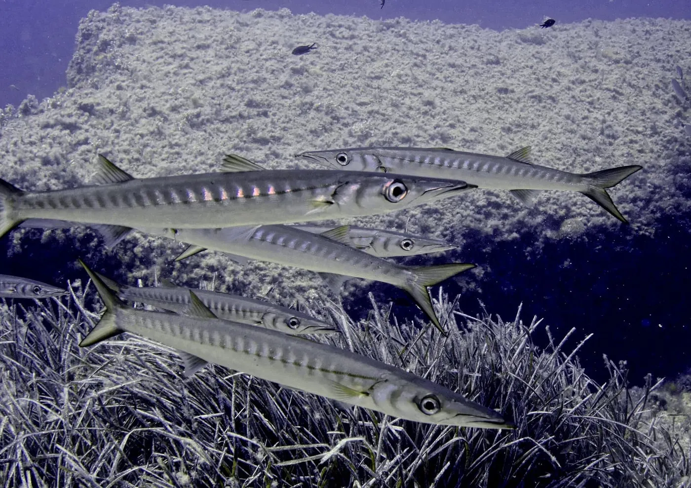 Espet (Sphyraena sphyraena) fotografiat sota l’aigua