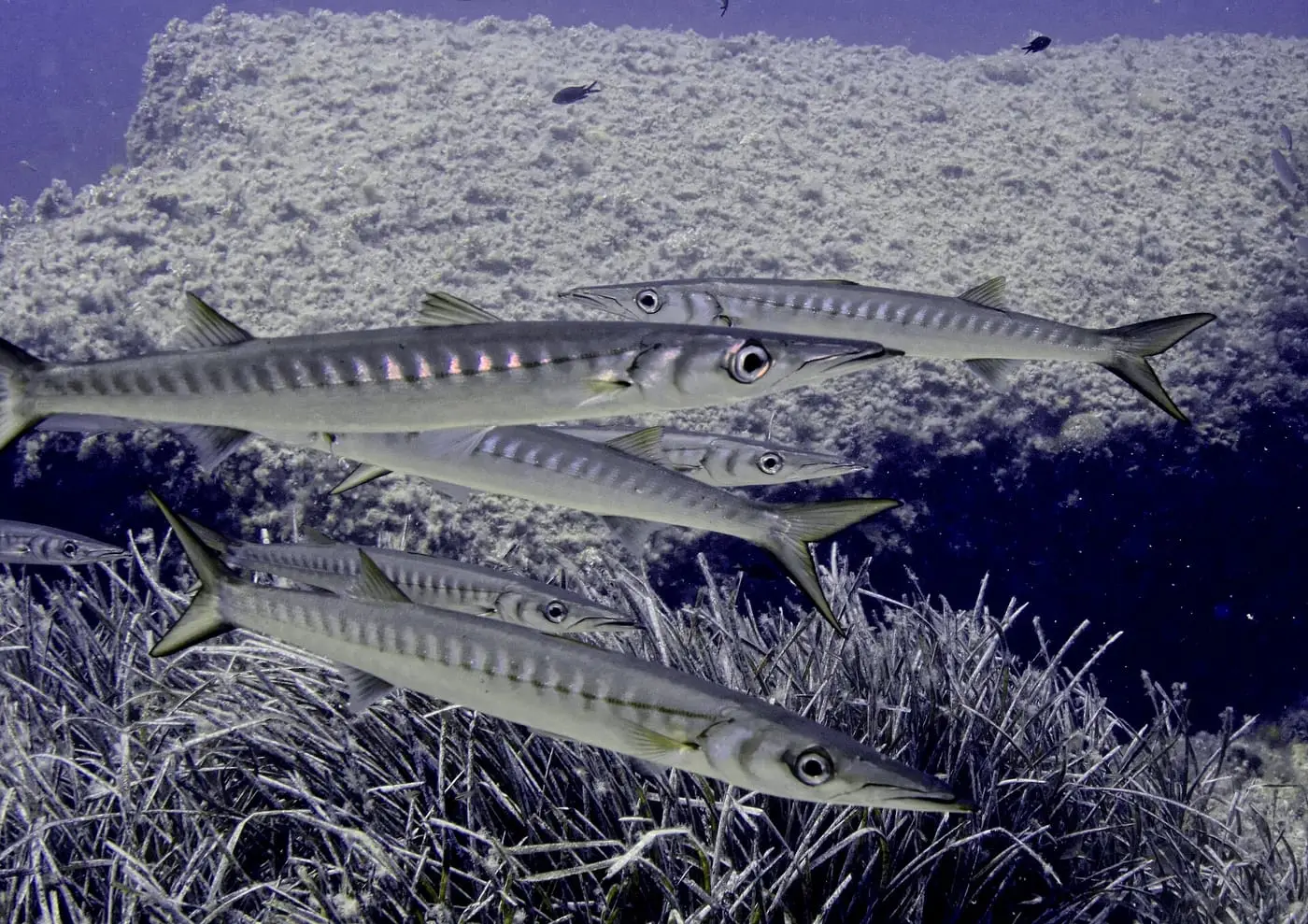 Espet (Sphyraena sphyraena) fotografiat sota l’aigua