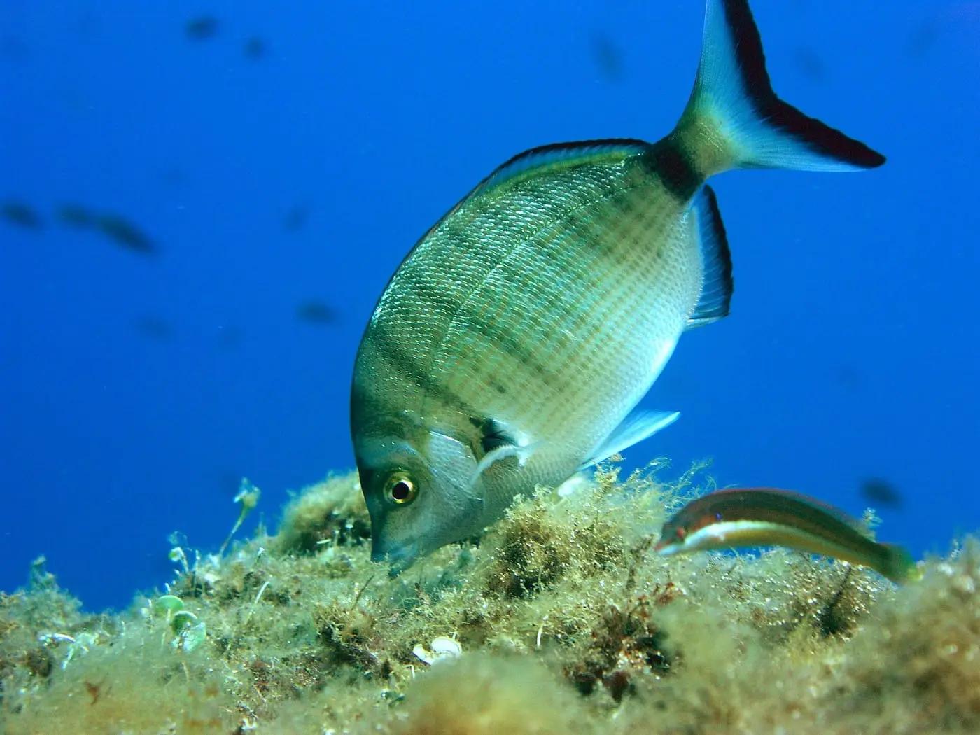 Morruda (Diplodus puntazzo) fotografiat sota l’aigua