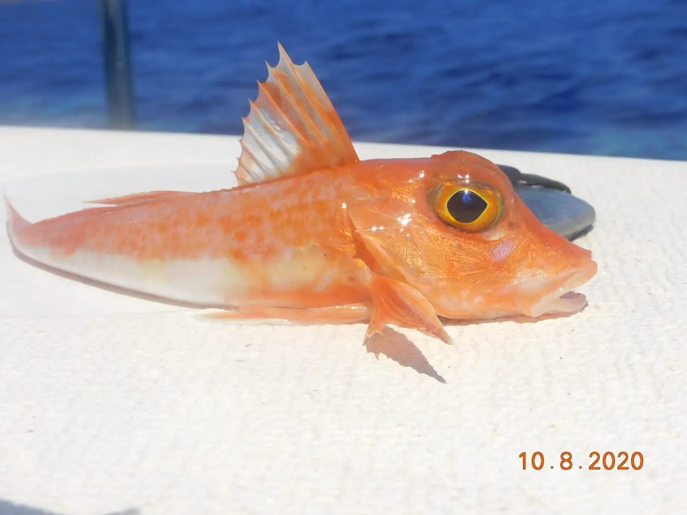 Lluerna roja (Chelidonichthys cuculus) fotografiat sota l’aigua