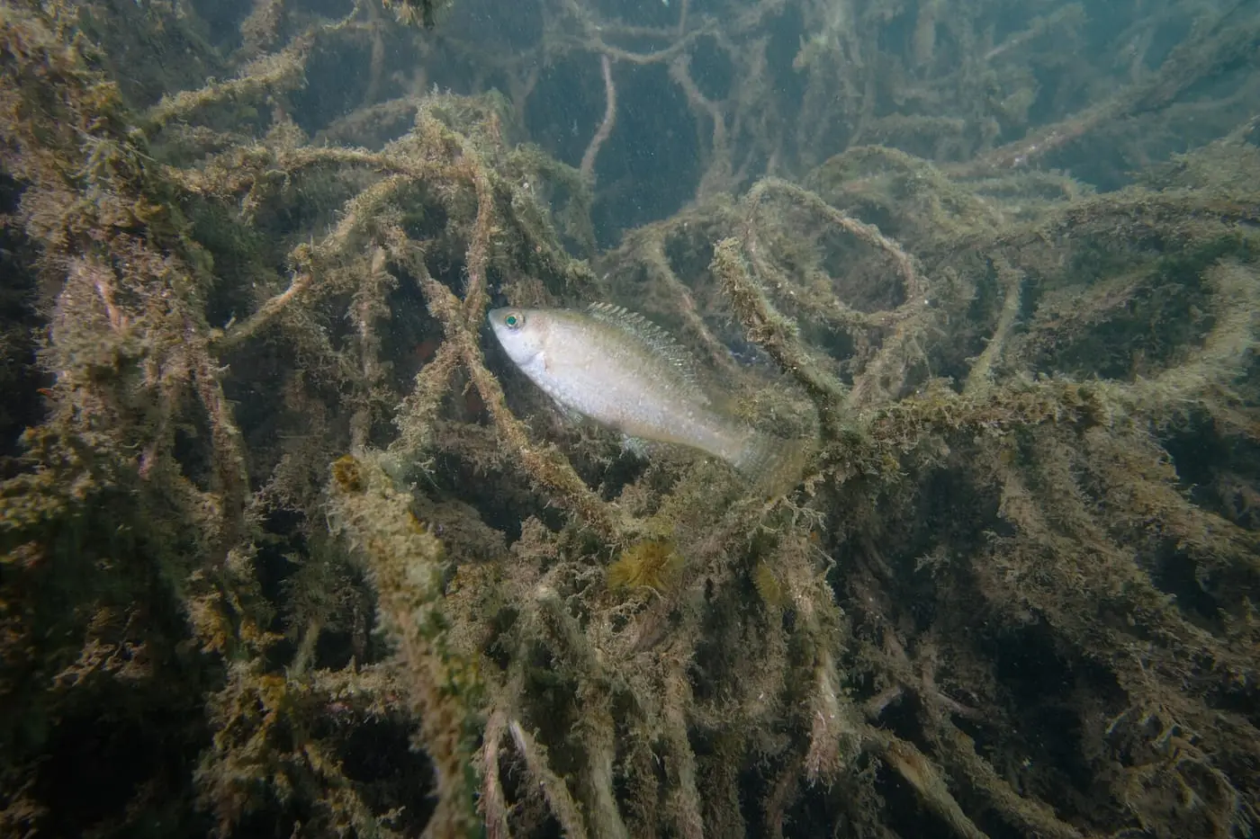 Tord gris (Symphodus cinereus) fotografiat sota l’aigua