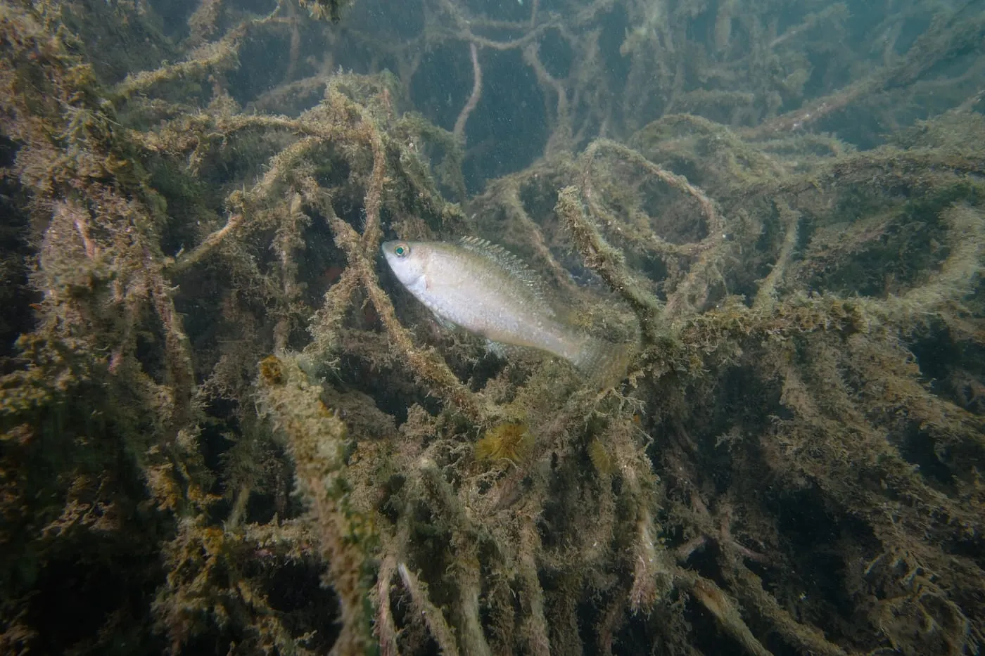 Tord gris (Symphodus cinereus) fotografiat sota l’aigua