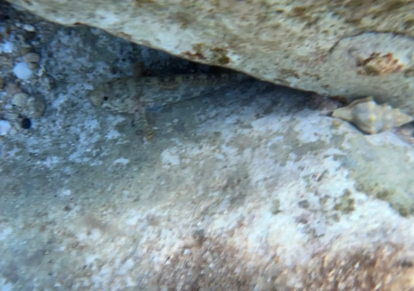 Cabot zebrat (Zebrus zebrus) fotografiat sota l’aigua