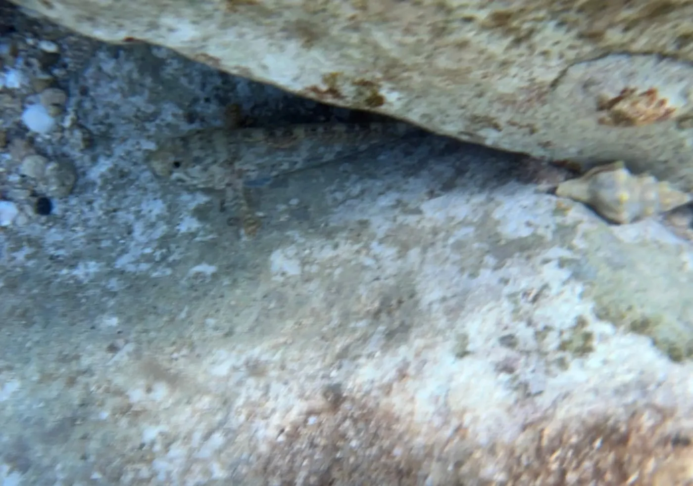 Cabot zebrat (Zebrus zebrus) fotografiat sota l’aigua