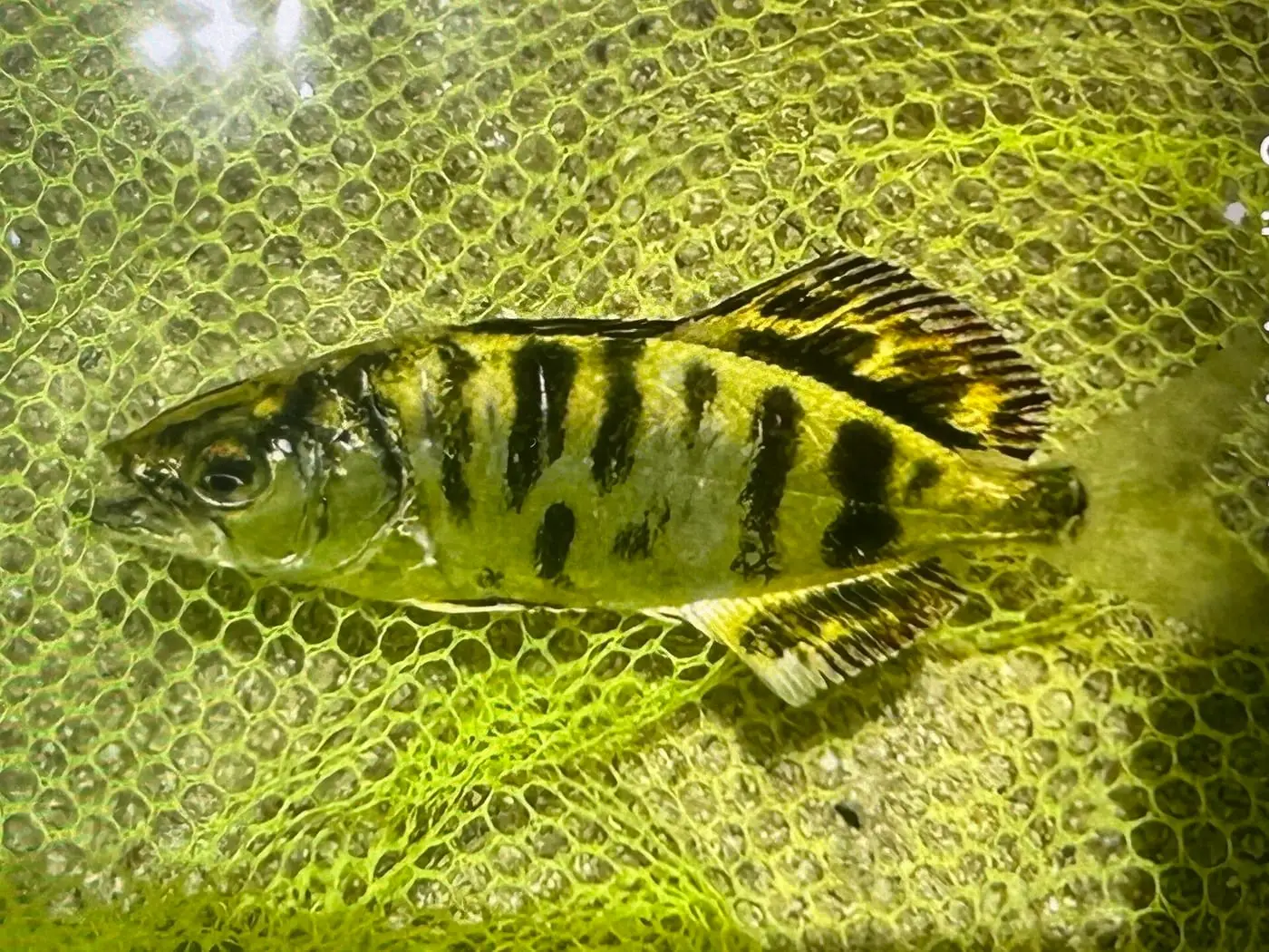 Palomida (Lichia amia) fotografiat sota l’aigua