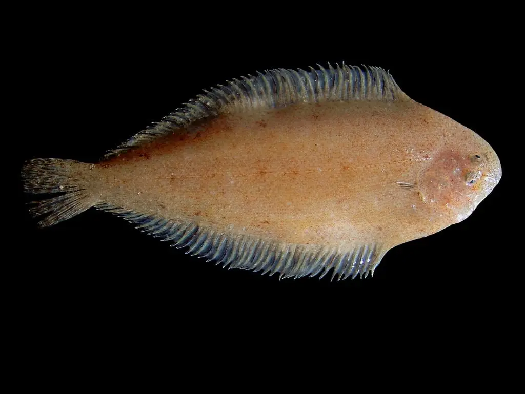 Palaí xic (Buglossidium luteum) fotografiat sota l’aigua