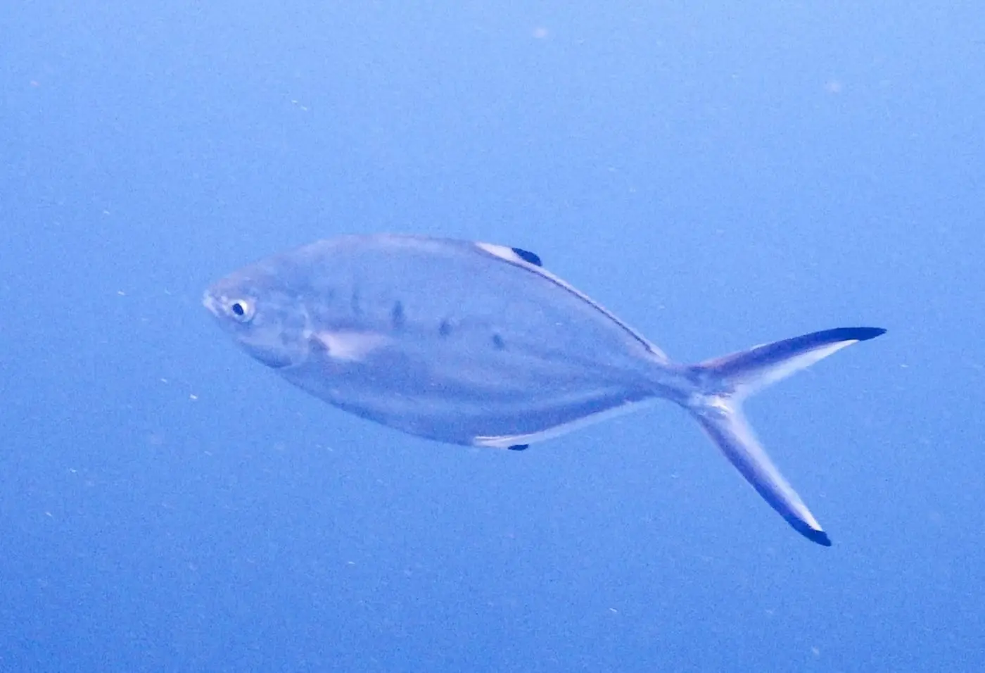 Palomida blanca (Trachinotus ovatus) fotografiat sota l’aigua