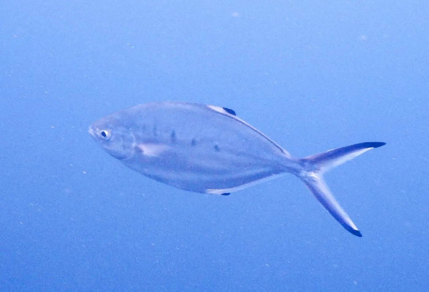 Palomida blanca (Trachinotus ovatus) fotografiat sota l’aigua