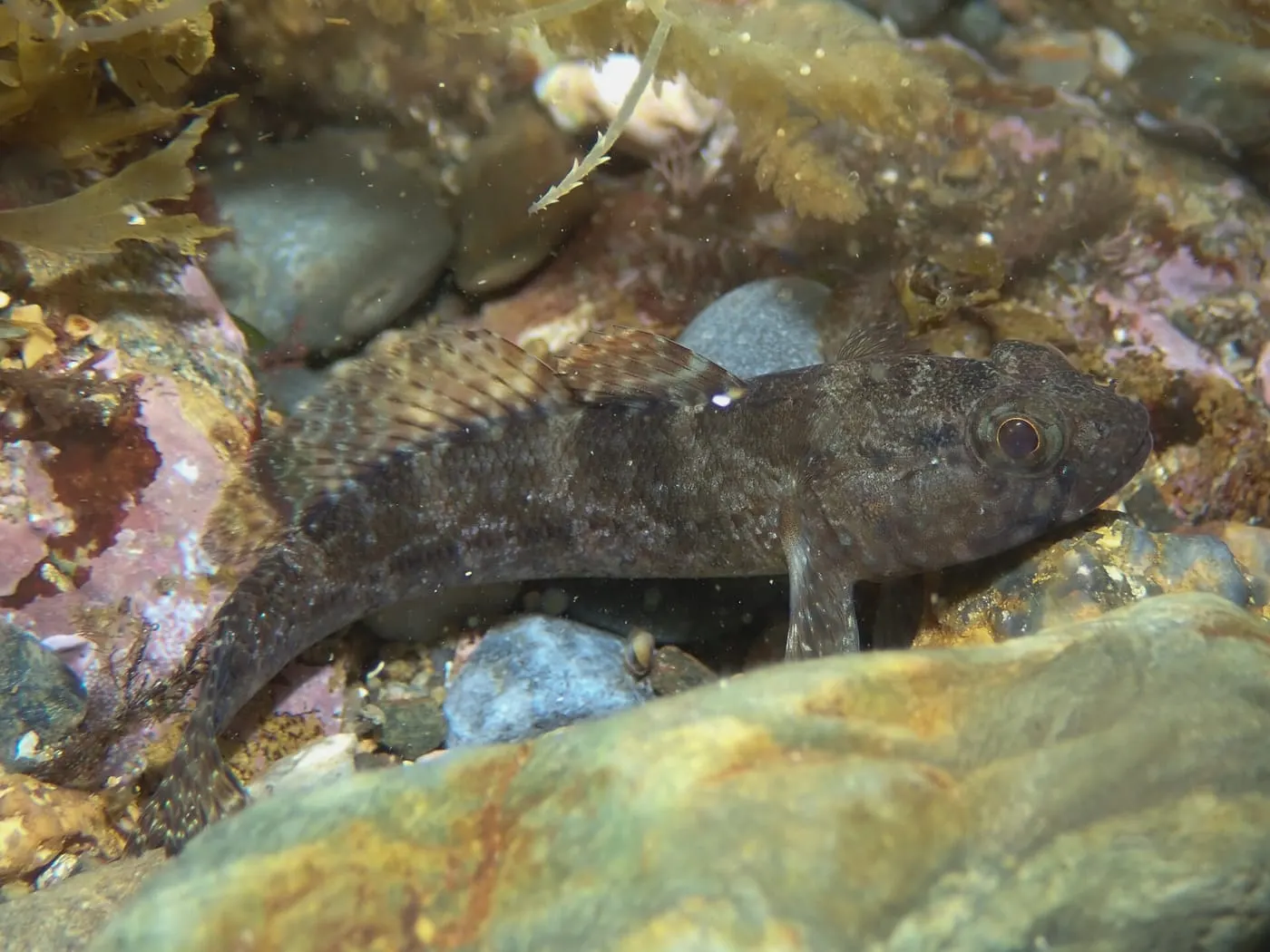 Cabot comú (Gobius paganellus) fotografiat sota l’aigua